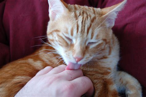 cat blowjob|Lustful cat is sucking and licking its owners dick